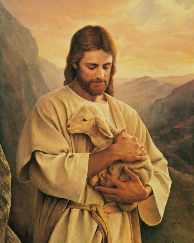Yeshua looks after His Sheep.